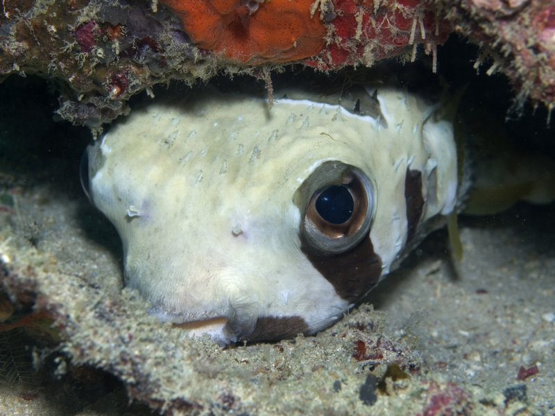 Porcupine puffer fish, Seaventures House Reef